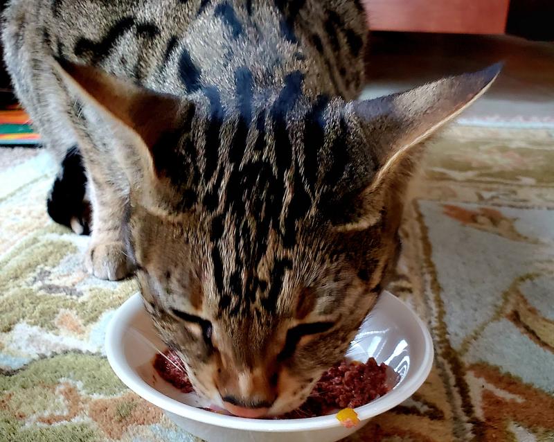 Bugg made "chuffing" noises while she ate it