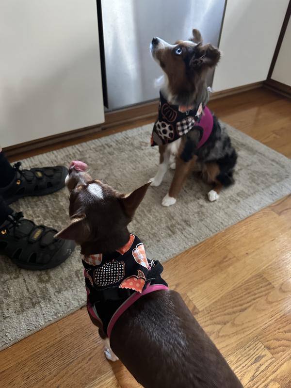 Waiting for their Greenies