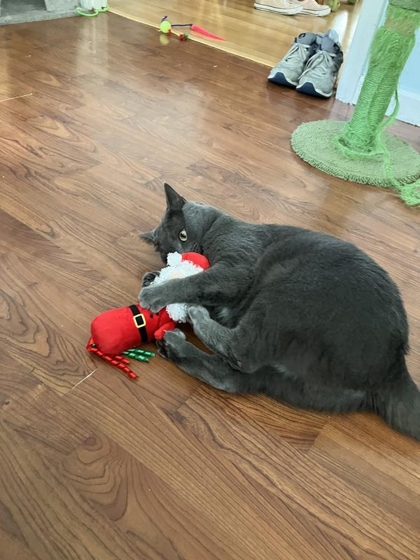 Cats having a “jolly old time”.