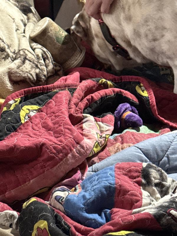 Big Mack trying to hide his cup on the Bucky blanket