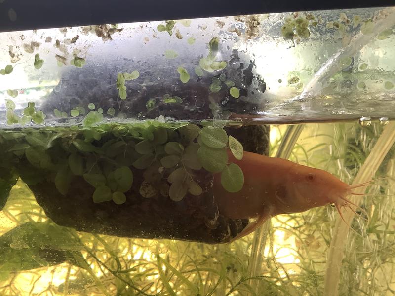 Yes, loaches enjoy this, too!