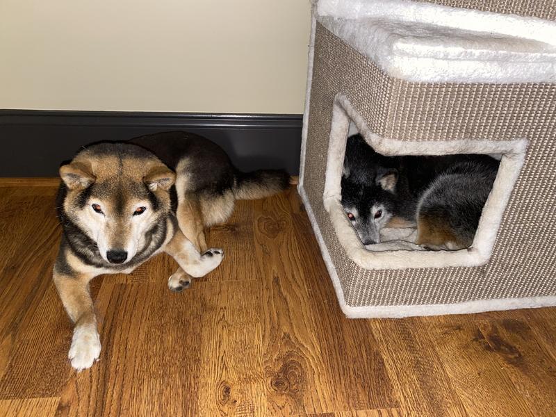 My Shibas, inside the bottom box, and one waiting for her turn.