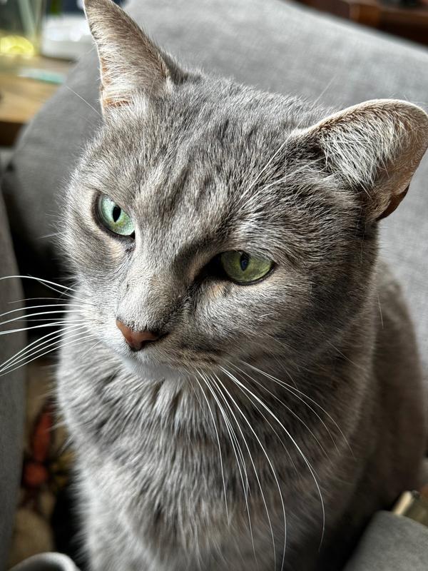 Zelda loves the extra flavor on her kibble!