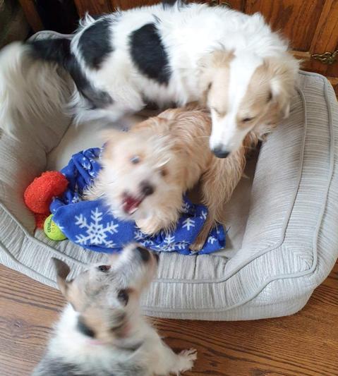 Our three rescues!