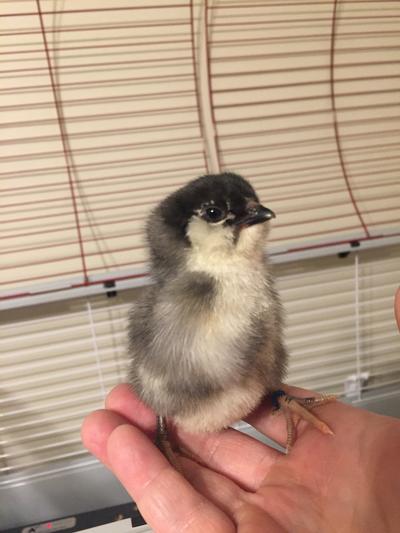 2 day old BBS Ameraucana