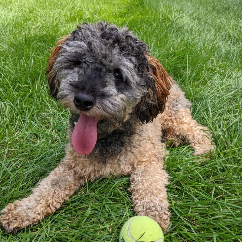 ORIJEN Original GrainFree FreezeDried Dog Food & Topper, 16oz bag