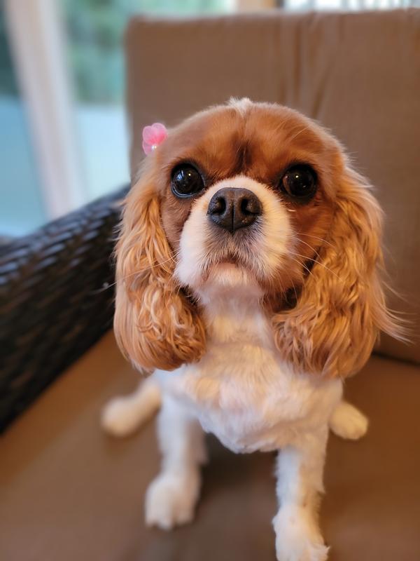 Perfect for our fussy girl