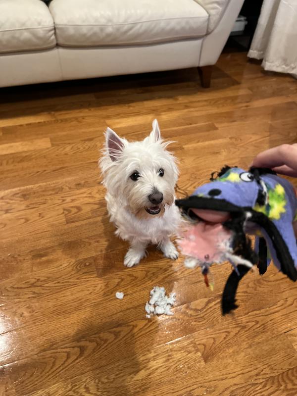 Not so indestructible😂