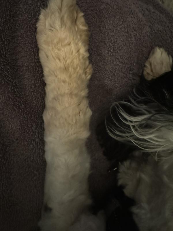 Same leg after 1 month on Black Gold Skin & Coat supplement