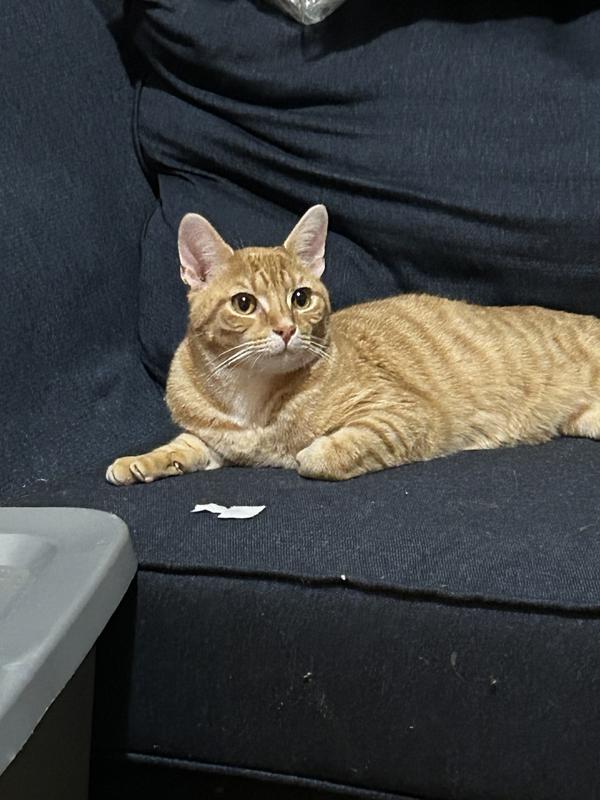 Weston the orange tabby cat laying on a blue couch