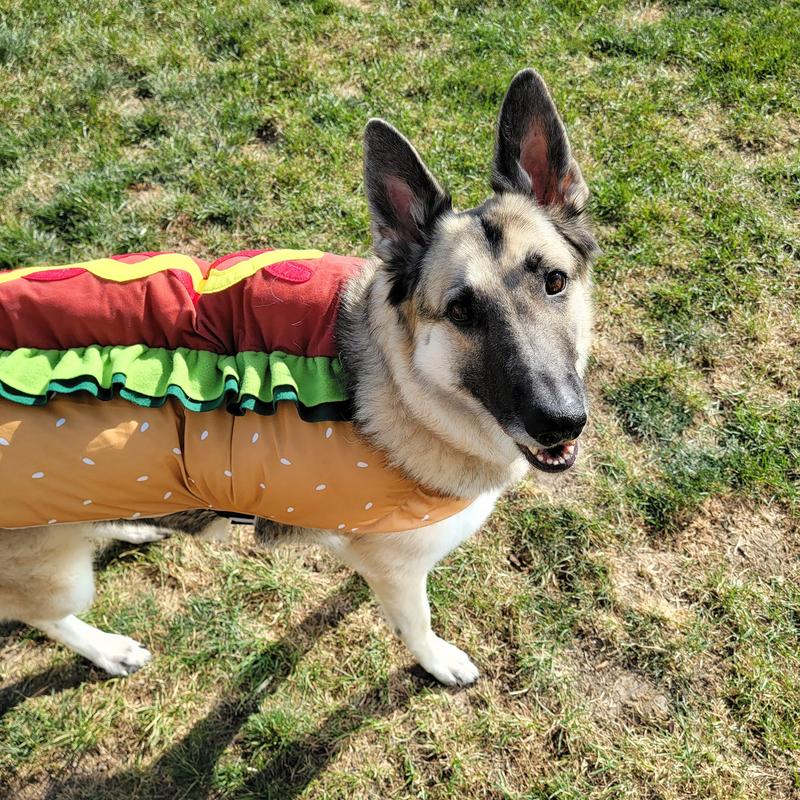 Halloween Hotdog