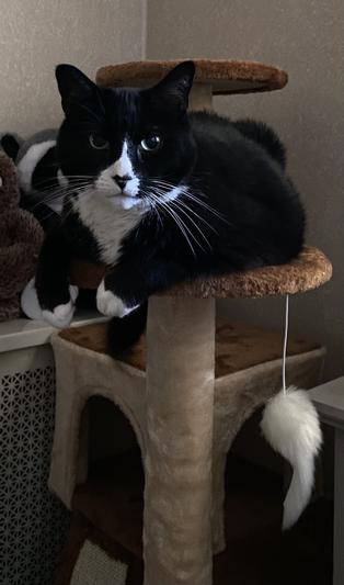 Fat cat on her perch