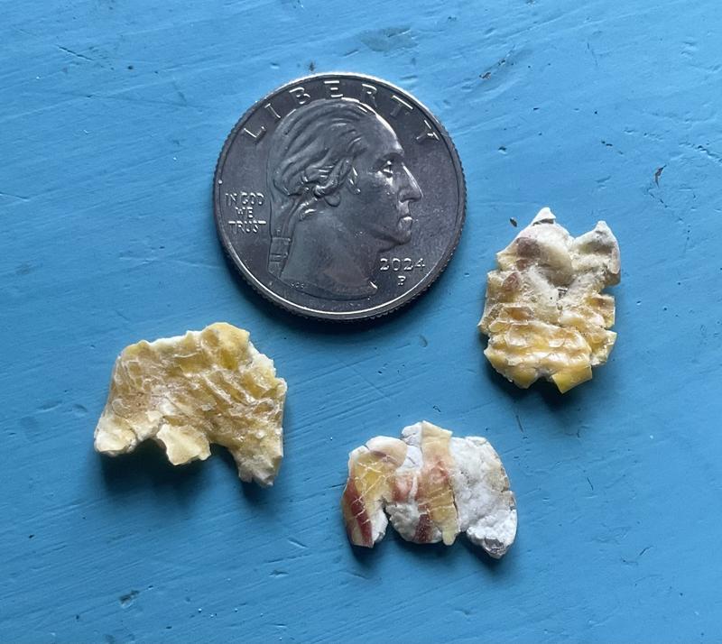 Strange corn in the feed