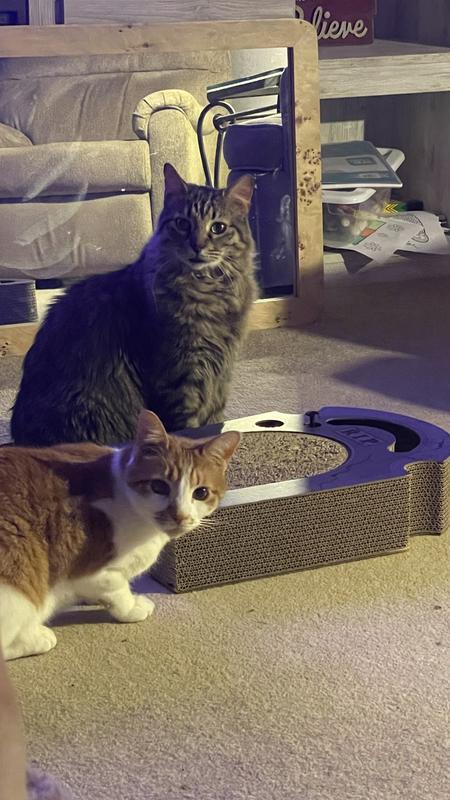 Rowda was the first to check it out, followed by Linus & Reese!