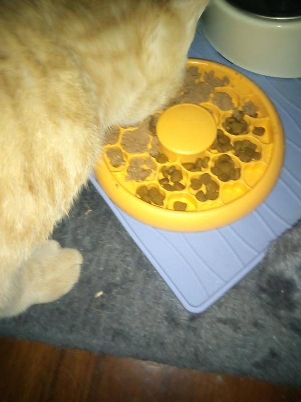 Wet food slows him down better