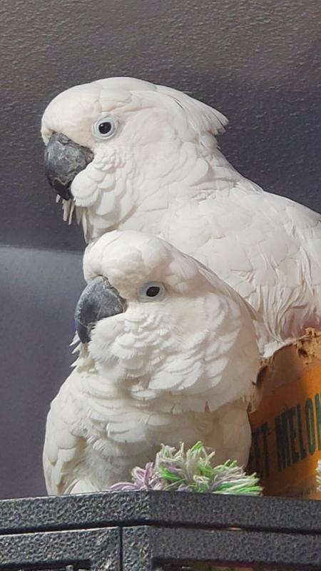 Both birdscame partially plucked but not now!