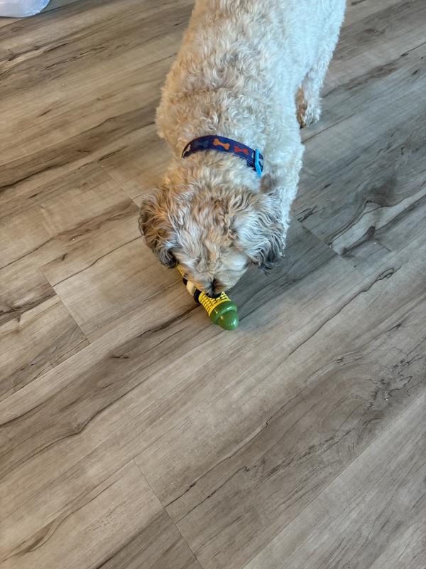 AirBNB Guest Leo with his new welcome toy!