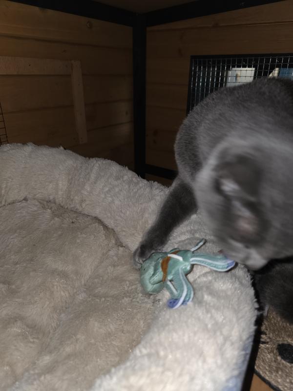 Squidward on the ropes!