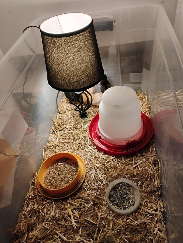 The chicks' temporary home