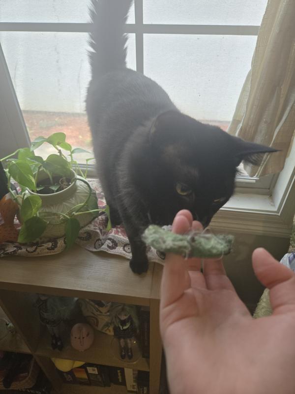 Ruined collar and the culprit