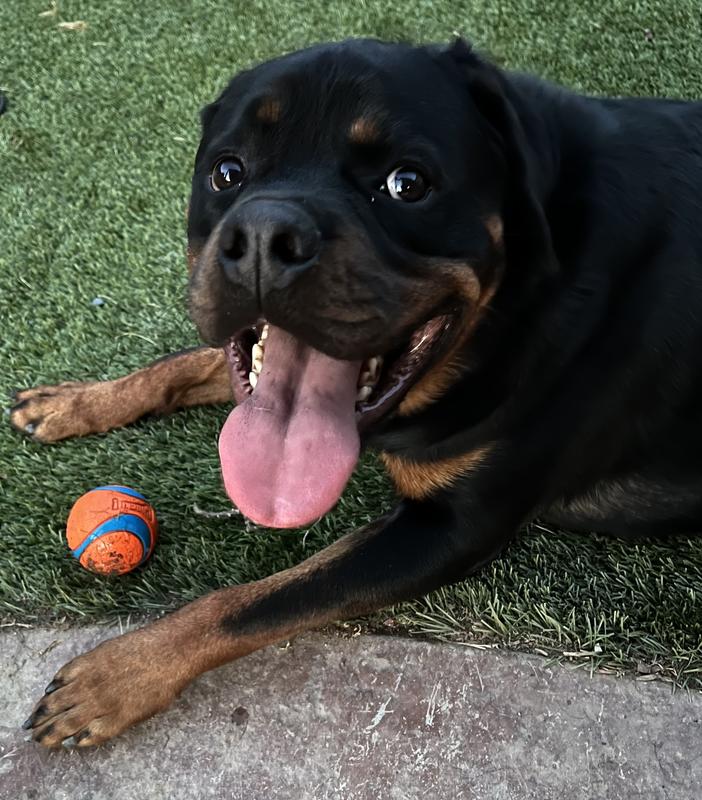 Large Challenging Dog Ball with 【Treats】 : Rottweiler Breed: Dog