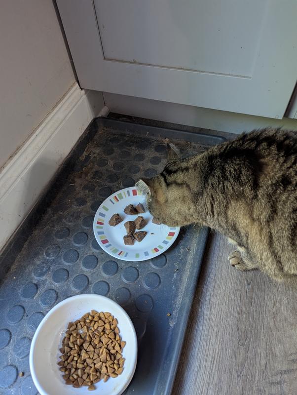 I got the "Nope" face from Starla