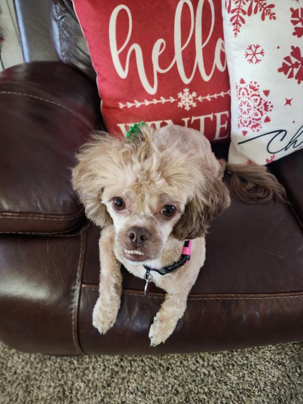 My baby girl lexi loves there service .