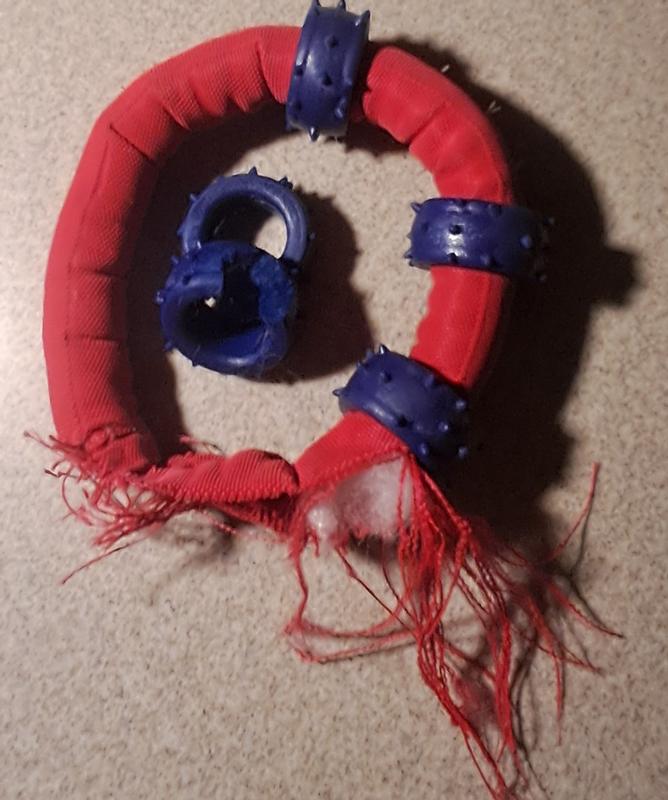 Chewed the blue rings, pulled out stuffing.
