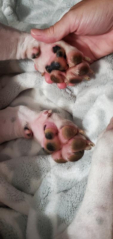 Top paw after application,  bottom not applied