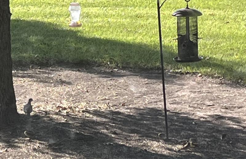They all seem to love eating what has fallen out of the feeder on to the ground!