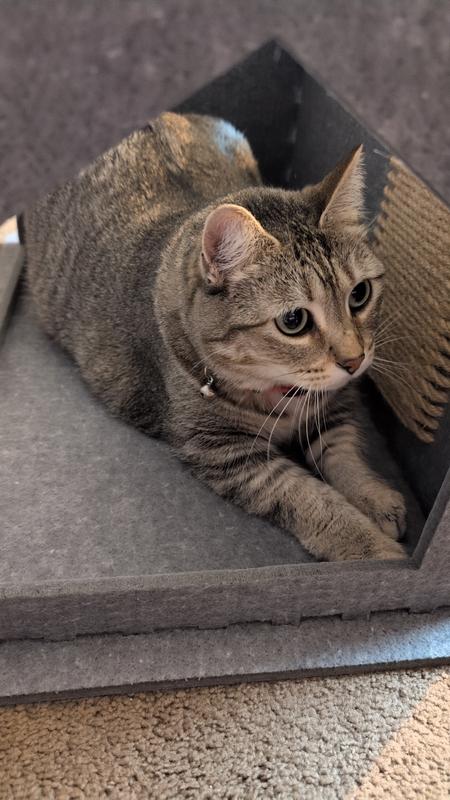 Taking in all the areas of scratcherie to do 🐾