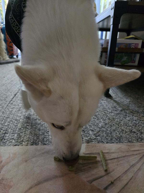 Loving the Veggie Dental Chew