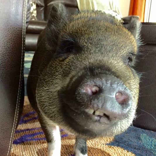 Temporarily Unavailable MODESTO MILLING Organic 16 Protein Mini Pig