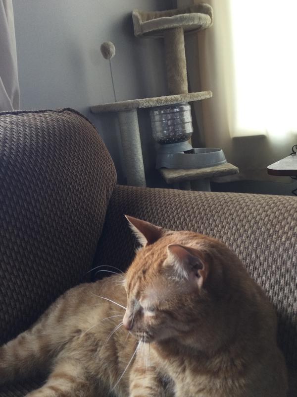 He doesn’t sleep in the tree.