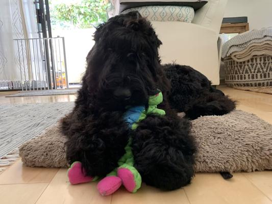MonsterCito loves Chewy and Victor