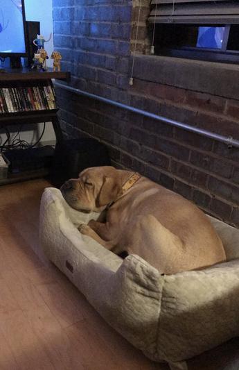 Sleepy old man dog