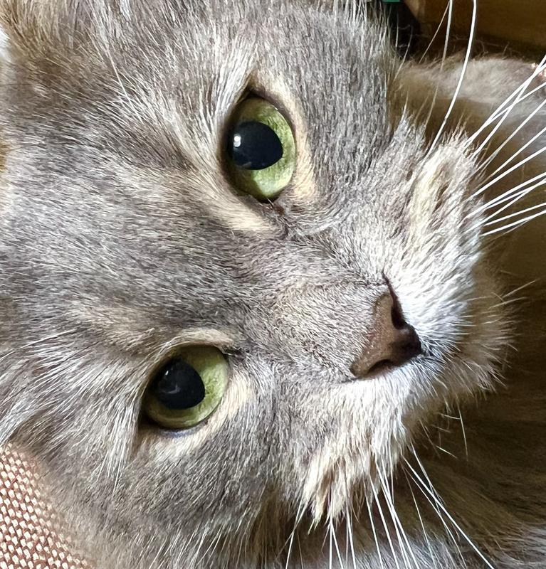 My cat who lives Wellness treats.