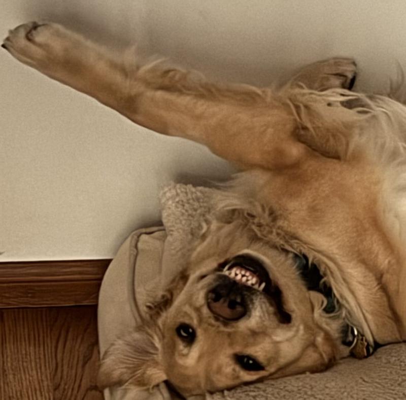 Ozzie showing his smile.  🤣