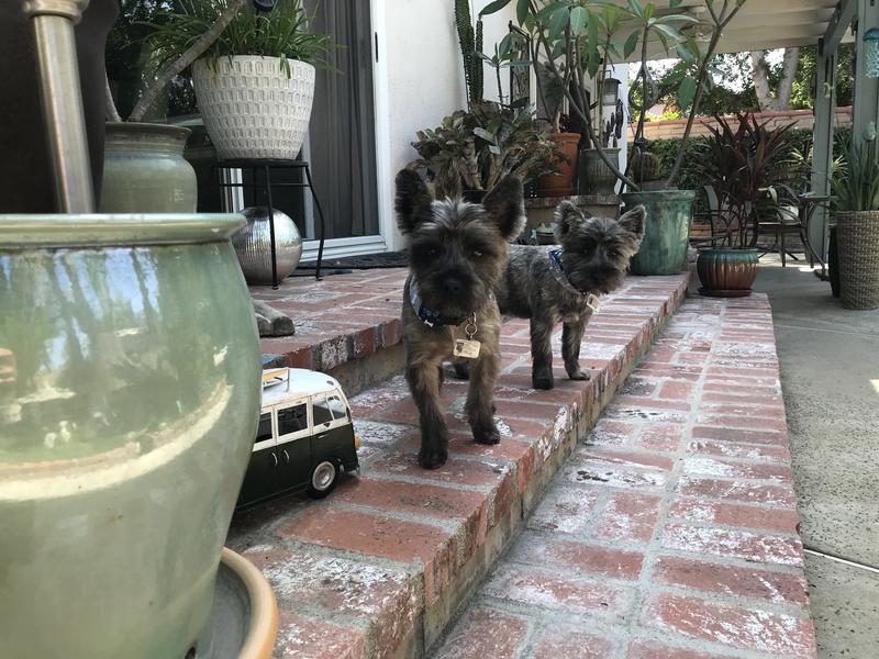 Happy healthy Dawgs!