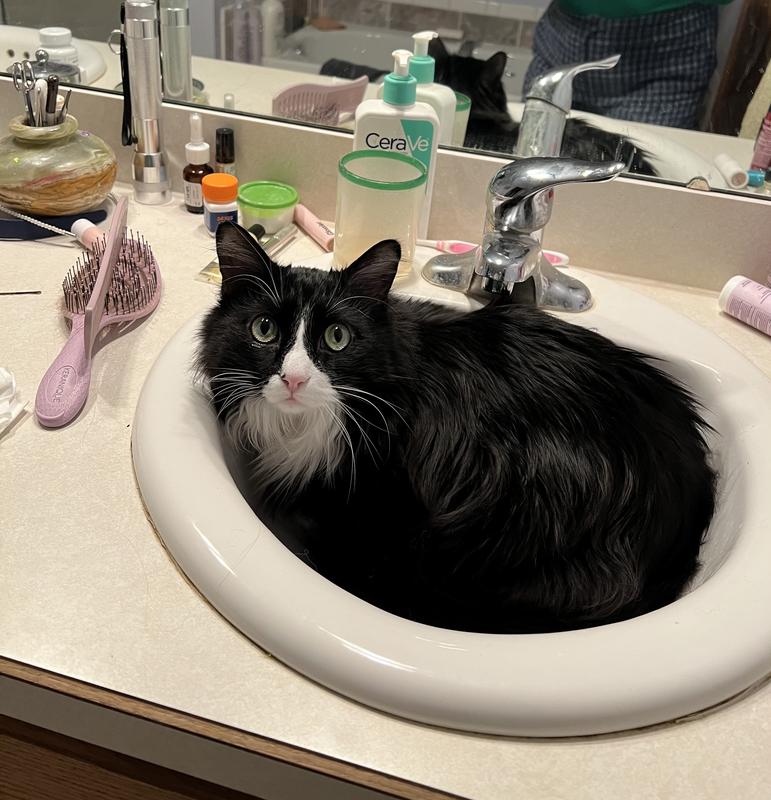 Ozzie just chillin’