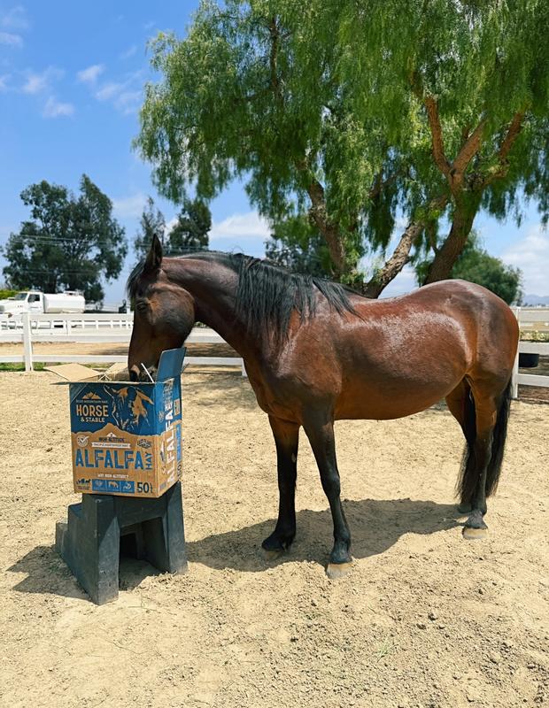 My horse sebastian getting his BMH Alfalfa fix