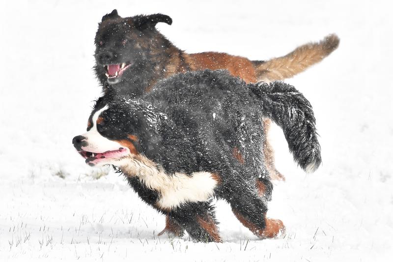 8 month old Berner puppy Ben's first time in the snow