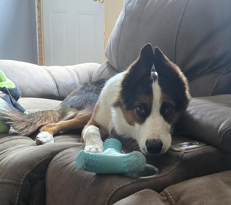 Xena relaxing with her new favorite toy.