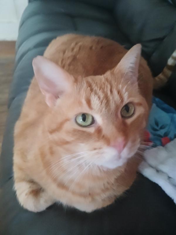 Rescue...he will only come when we call him Handsome.