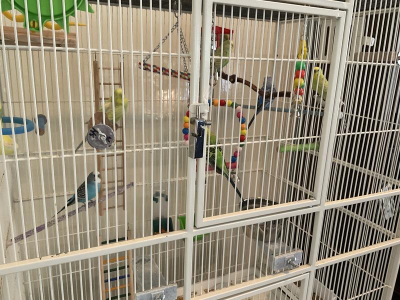 Just another birdie day