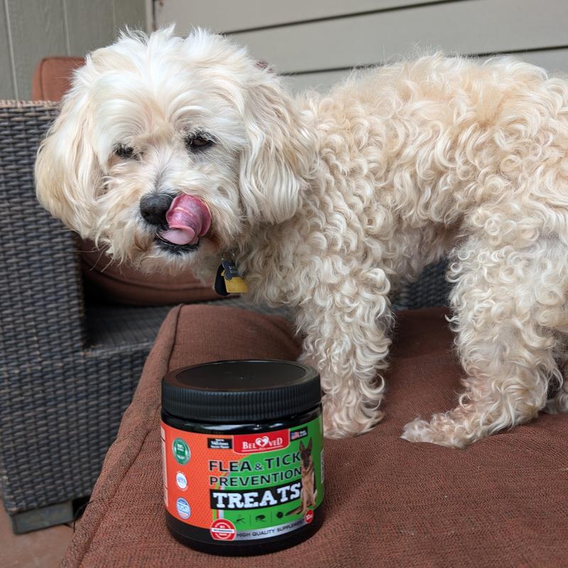 Flea treats reviews best sale