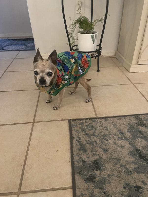 Peanut loves his clothes, too bad this one so big.