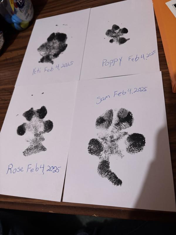 These are my most recent dogs