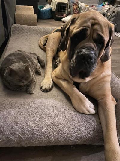 Sampson right after his amputation with his best kitty friend, Phil.