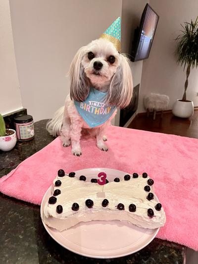 Louie loves his bone shaped birthday cake!